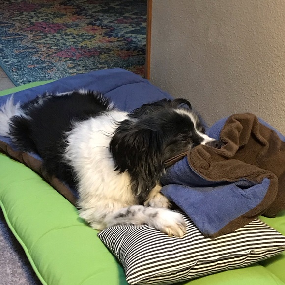 Andy the shop dog... - Picture 2 of 3